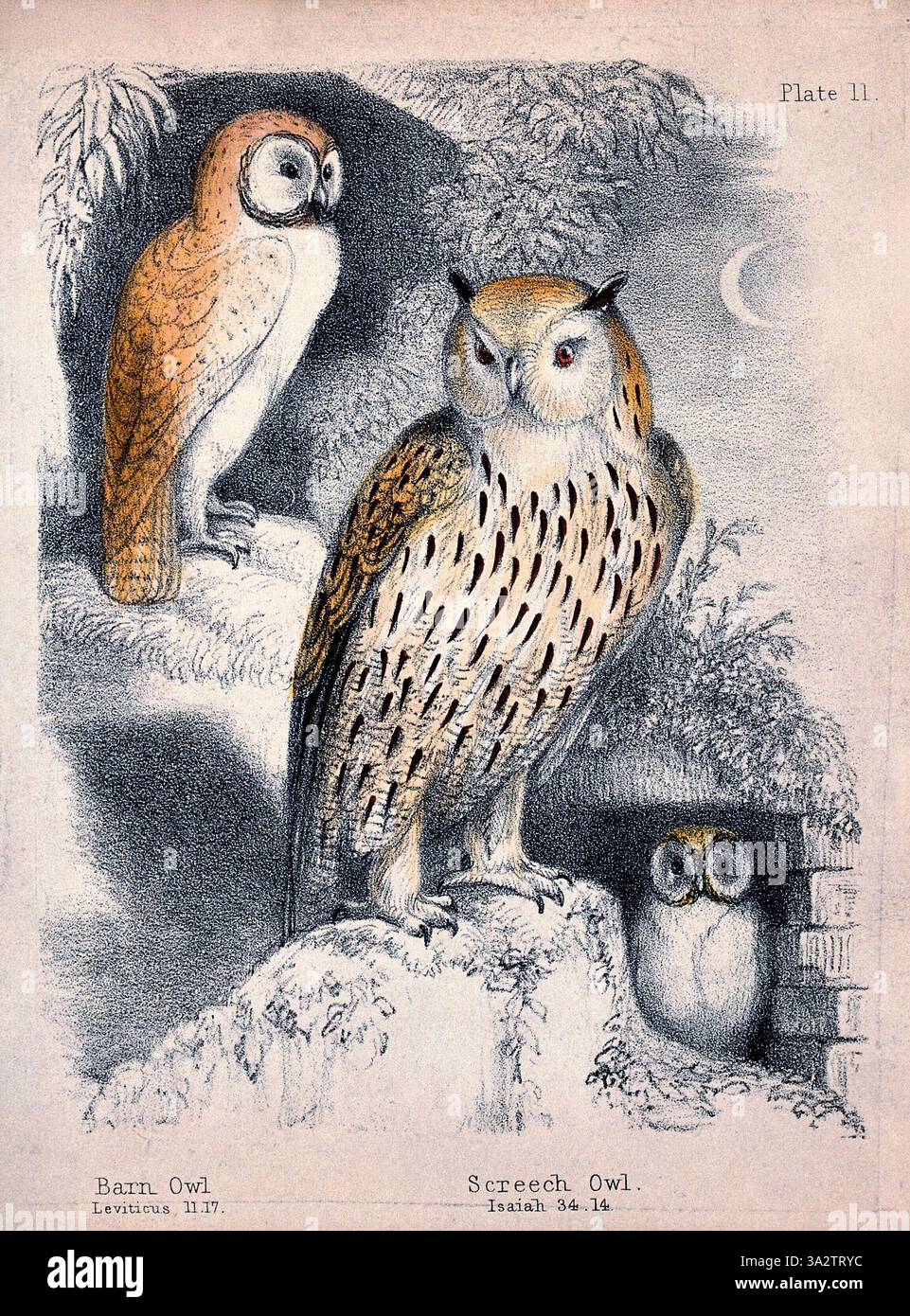 Eine nächtliche Szene mit drei Eulen. Farb-Kreide-Lithographie. Darstellungen von Tieren, die in der Bibel erwähnt werden. Stockfoto