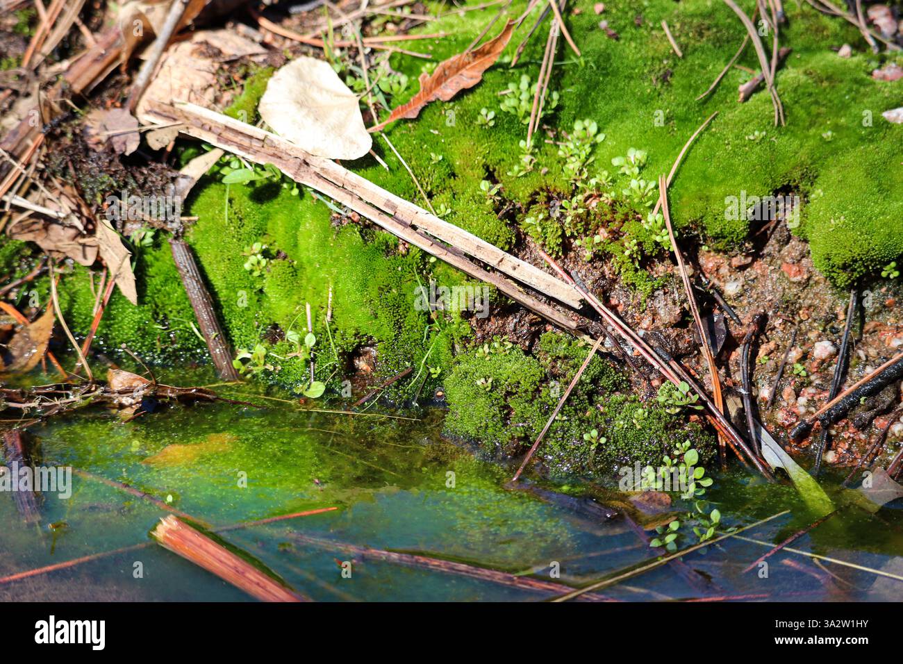 Aus nächster Nähe sehen Sie Moos, das auf einem Felsen entlang eines Dampfes am Cypress Trail in Payson, Arizona, wächst. Stockfoto