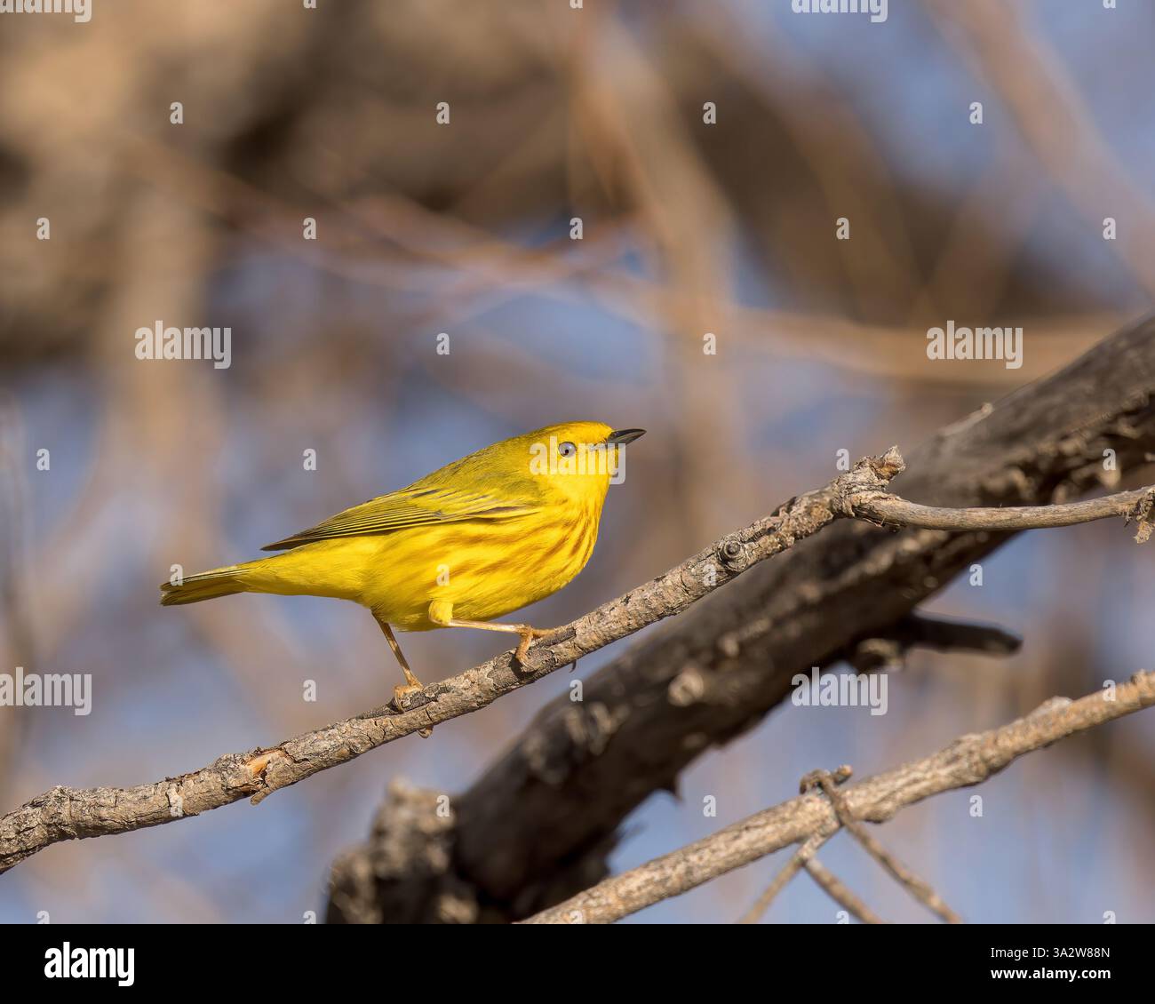 Ein gelber Warbler thront zwischen Weidenzweigen in Wyoming. Stockfoto