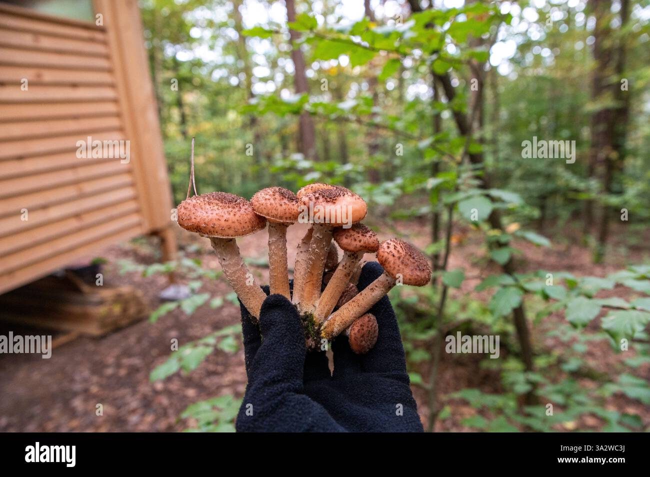 Hält Armillaria mellea, allgemein bekannt als Honigpilz in der Hand. Pilzernte. Stockfoto