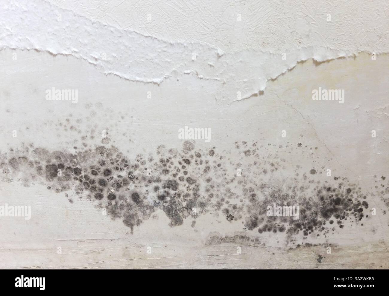 Schwarze Flecken giftiger Schimmel- und Schimmelbakterien an einer weißen Wand. Konzept der Kondensation, Feuchtigkeit, Wasserinfiltration, hohe Luftfeuchtigkeit Stockfoto