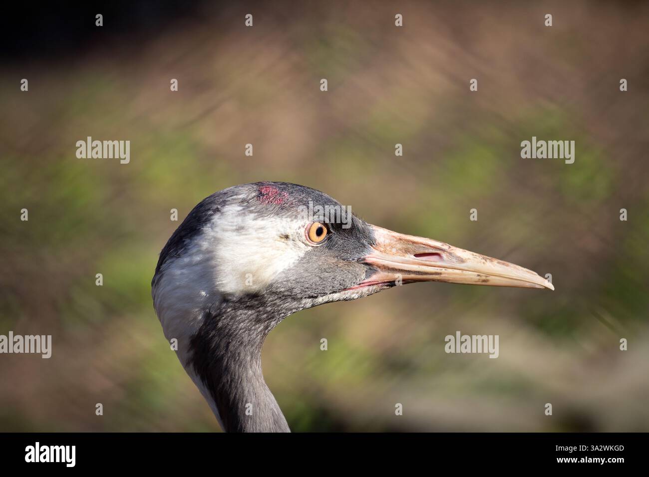 Grauer Kran, der Kopf eines grauen Krans Stockfoto
