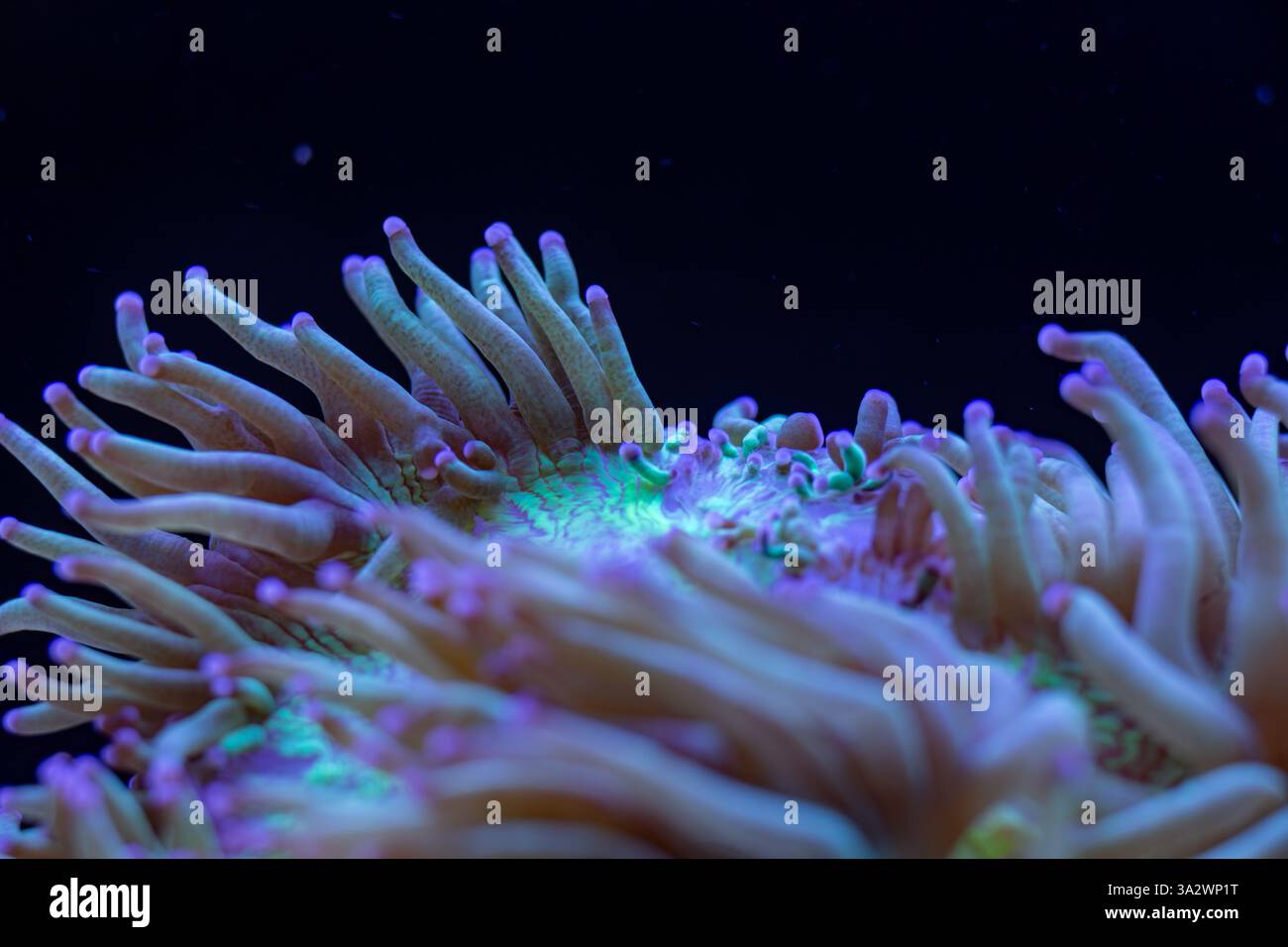 Lebendige Nahaufnahme einer fluoreszierenden Koralle, die unter blauem Licht in einer Unterwasser-Makroaufnahme leuchtet, mit komplizierten Texturen und biolumineszierenden Farbtönen Stockfoto