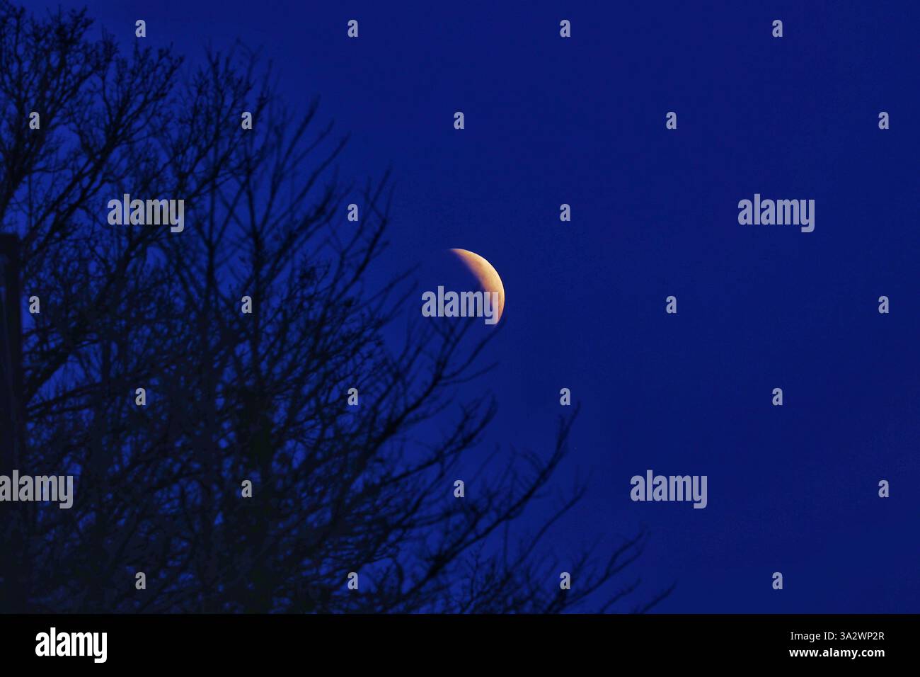 Doddiscombsleigh, Devon, Großbritannien. März 2025. Partielle Mondfinsternis. Hinweis: Nidpor/Alamy Live News Stockfoto