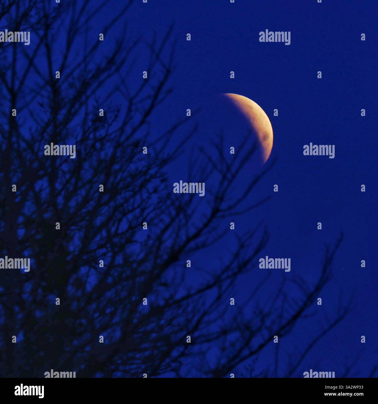 Doddiscombsleigh, Devon, Großbritannien. März 2025. Partielle Mondfinsternis. Hinweis: Nidpor/Alamy Live News Stockfoto