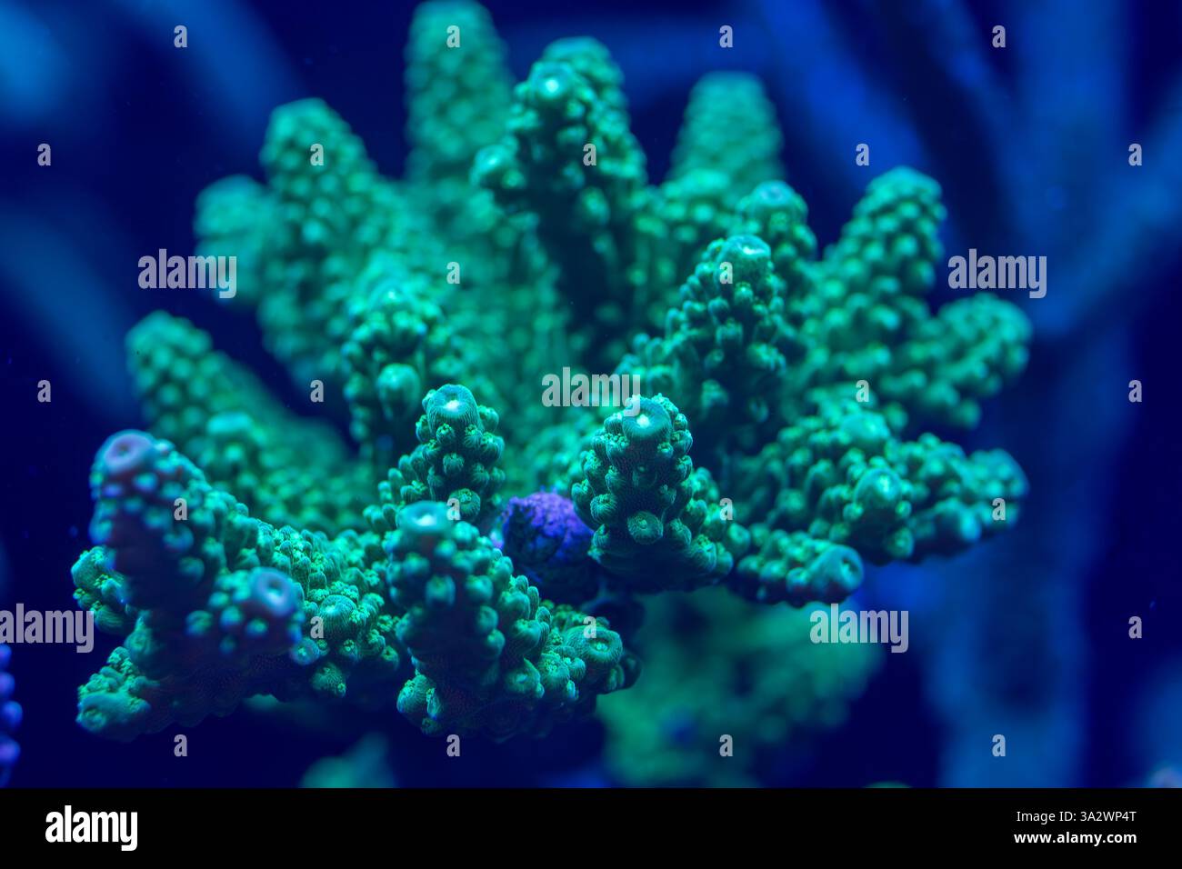 Nahaufnahme einer lebendigen grünen Koralle mit detaillierten Texturen und verzweigten Strukturen, beleuchtet unter blauem Licht in einer Unterwasser-Makroaufnahme. Stockfoto