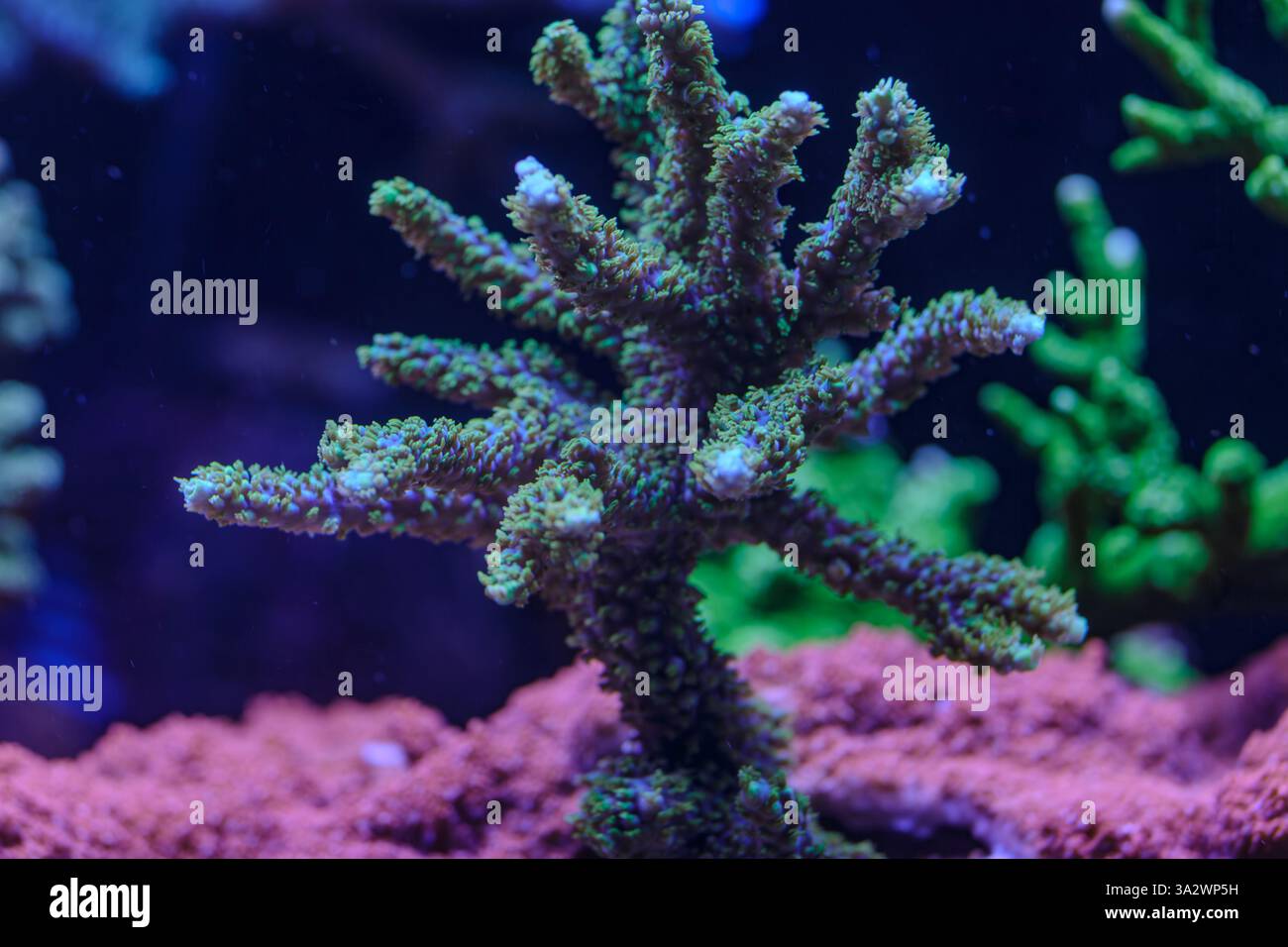 Makroaufnahme einer leuchtenden violetten Koralle mit komplizierten Verzweigungen, beleuchtet unter blauem Licht, mit zarten Texturen in einem Unterwasser s Stockfoto