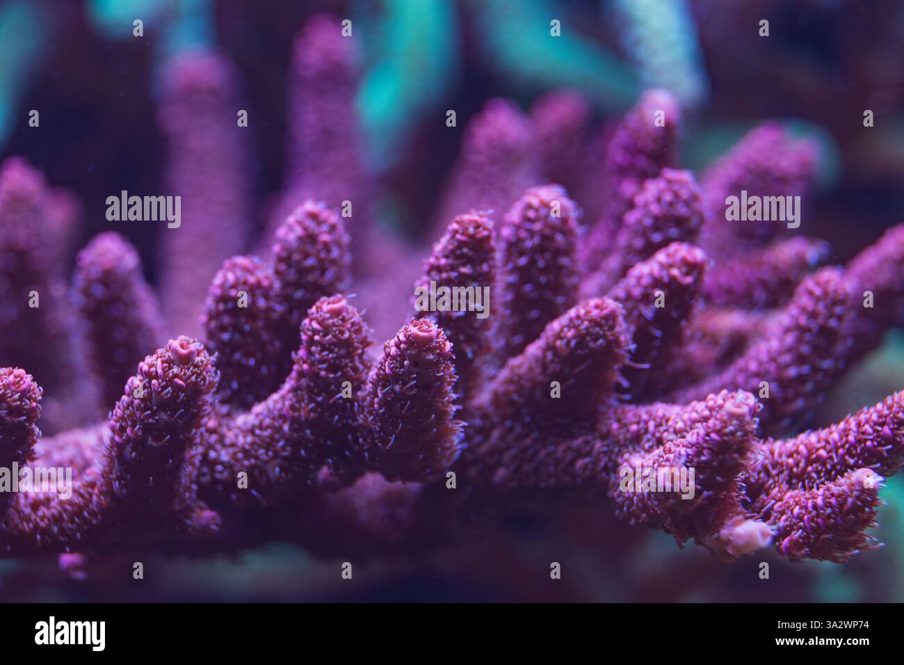 Makroaufnahme einer leuchtenden violetten Koralle mit komplizierten Verzweigungen, beleuchtet unter blauem Licht, mit zarten Texturen in einem Unterwasser s Stockfoto