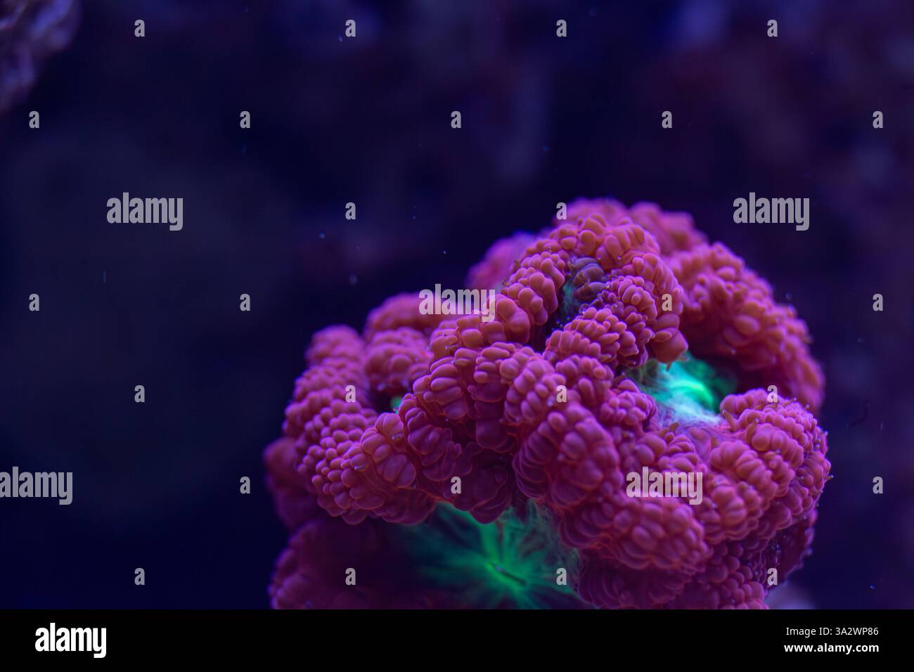 Lebendige Nahaufnahme einer fluoreszierenden Koralle, die unter blauem Licht in einer Unterwasser-Makroaufnahme leuchtet, mit komplizierten Texturen und biolumineszierenden Farbtönen Stockfoto