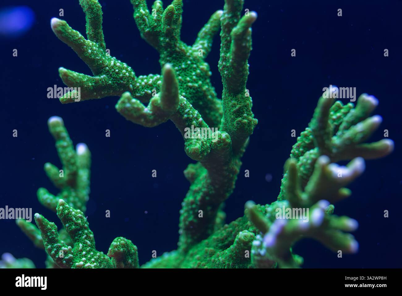 Nahaufnahme einer lebendigen grünen Koralle mit detaillierten Texturen und verzweigten Strukturen, beleuchtet unter blauem Licht in einer Unterwasser-Makroaufnahme. Stockfoto