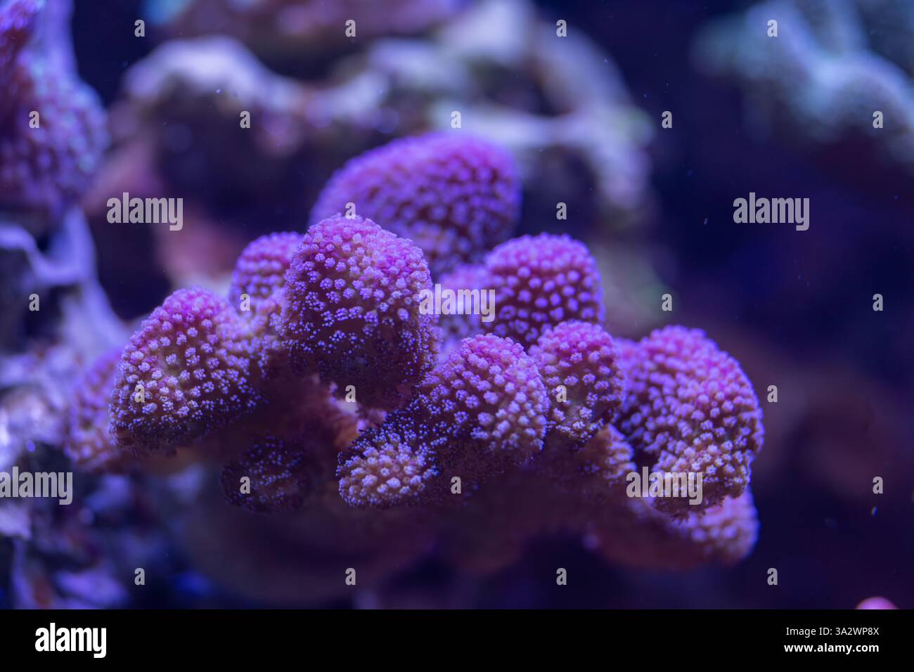 Makroaufnahme einer leuchtenden violetten Koralle mit komplizierten Verzweigungen, beleuchtet unter blauem Licht, mit zarten Texturen in einem Unterwasser s Stockfoto
