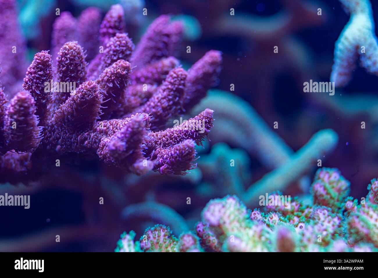 Makroaufnahme einer leuchtenden violetten Koralle mit komplizierten Verzweigungen, beleuchtet unter blauem Licht, mit zarten Texturen in einem Unterwasser s Stockfoto