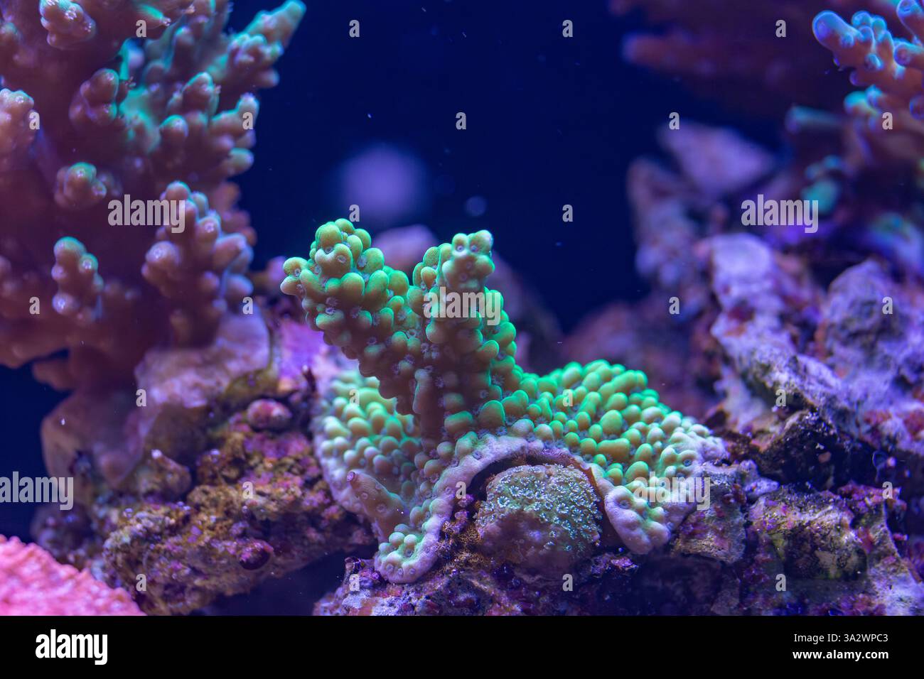 Nahaufnahme einer lebendigen grünen Koralle mit detaillierten Texturen und verzweigten Strukturen, beleuchtet unter blauem Licht in einer Unterwasser-Makroaufnahme. Stockfoto
