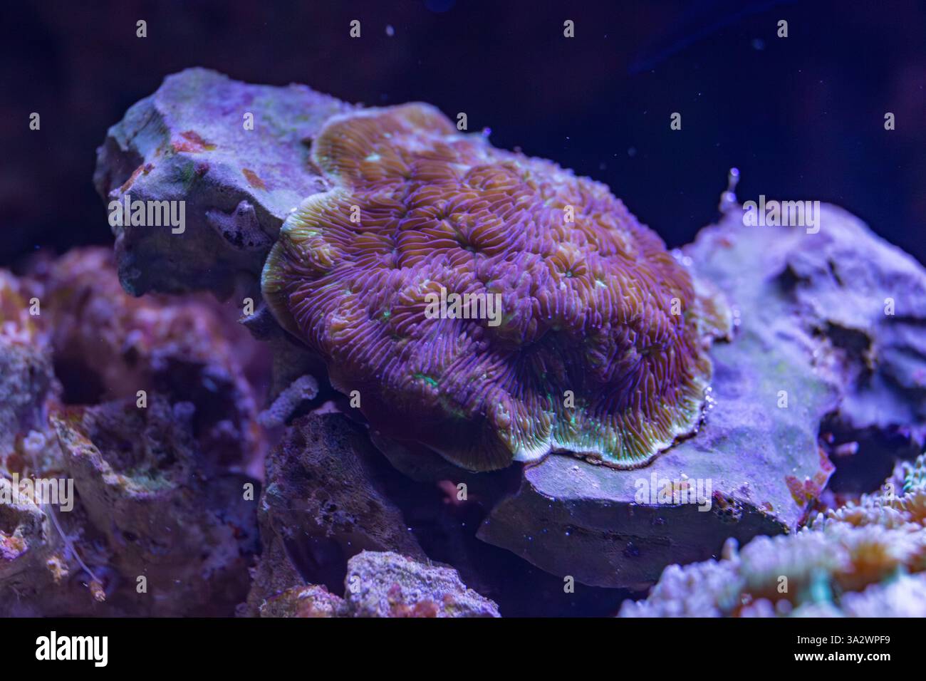 Lebendige Nahaufnahme einer fluoreszierenden Koralle, die unter blauem Licht in einer Unterwasser-Makroaufnahme leuchtet, mit komplizierten Texturen und biolumineszierenden Farbtönen Stockfoto