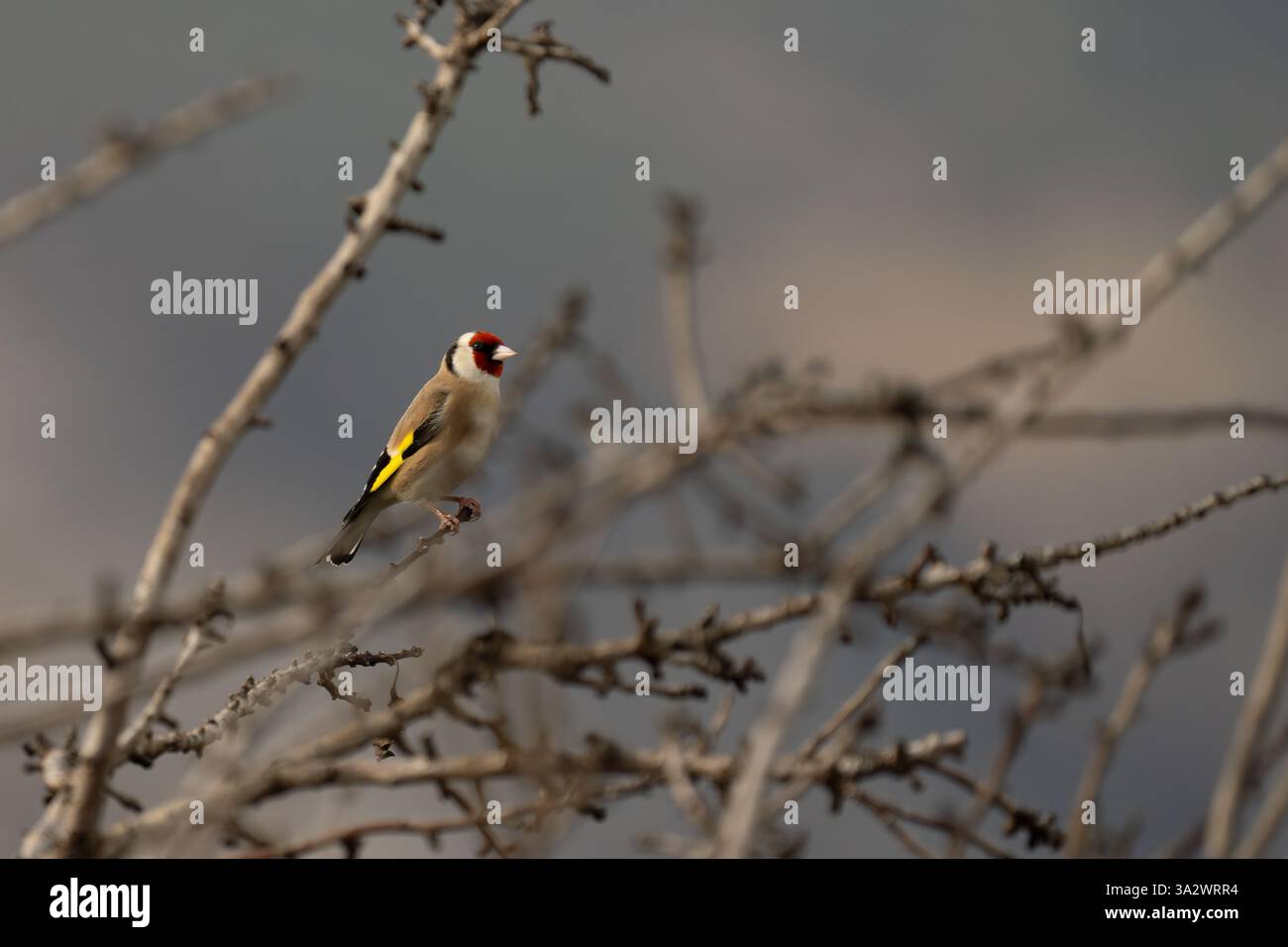 Europäischer Goldfinch (Carduelis carduelis حسون أوراسي), der auf einem Ast thront, fotografiert im Januar in israel Stockfoto