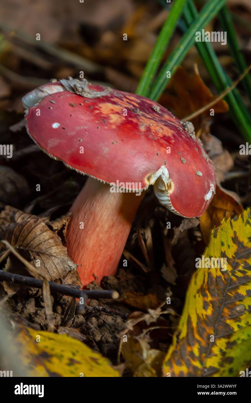 Russula rosea Synonym Russula lepida, auch bekannt als Rosy russula, ist ein nordgemäßigter, häufig vorkommender Pilz der grossen Sprötlegill-Gattung Russula. Stockfoto