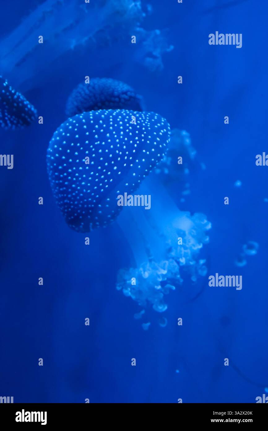 Gefleckte Quallen (phyllorhiza punctata) in einem Aquarium Stockfoto