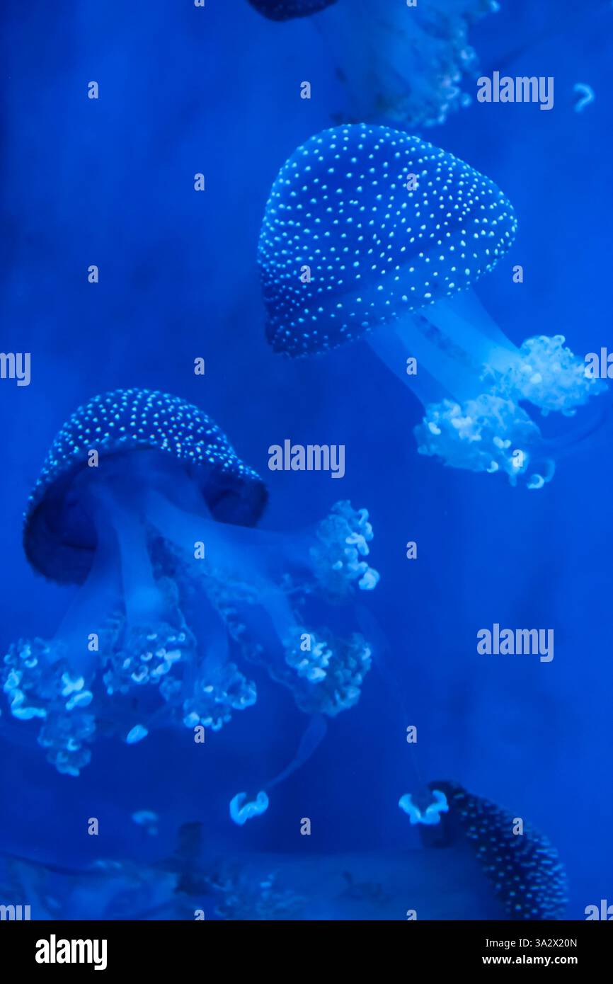 Gefleckte Quallen (phyllorhiza punctata) in einem Aquarium Stockfoto