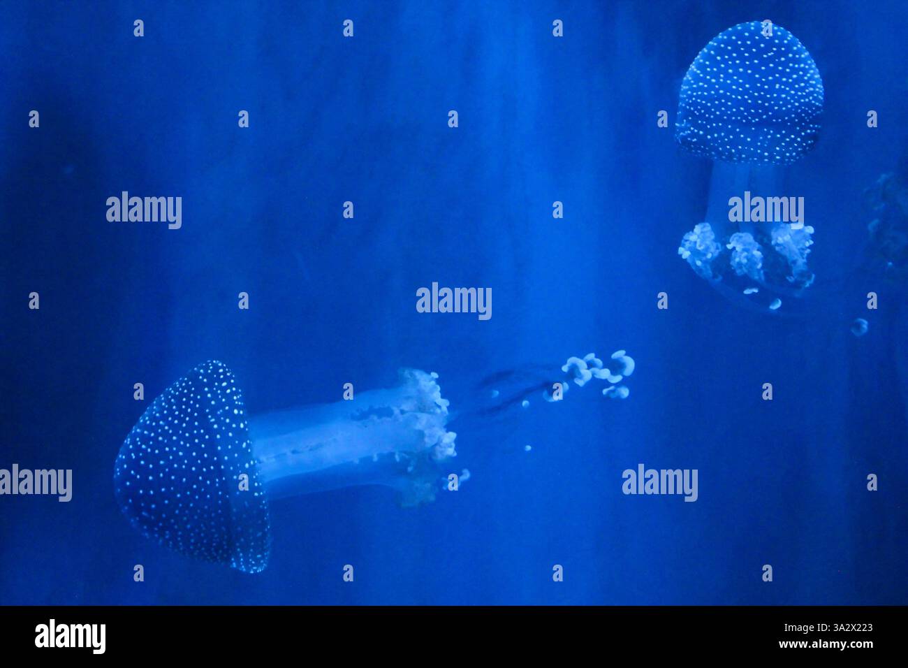 Gefleckte Quallen (phyllorhiza punctata) in einem Aquarium Stockfoto