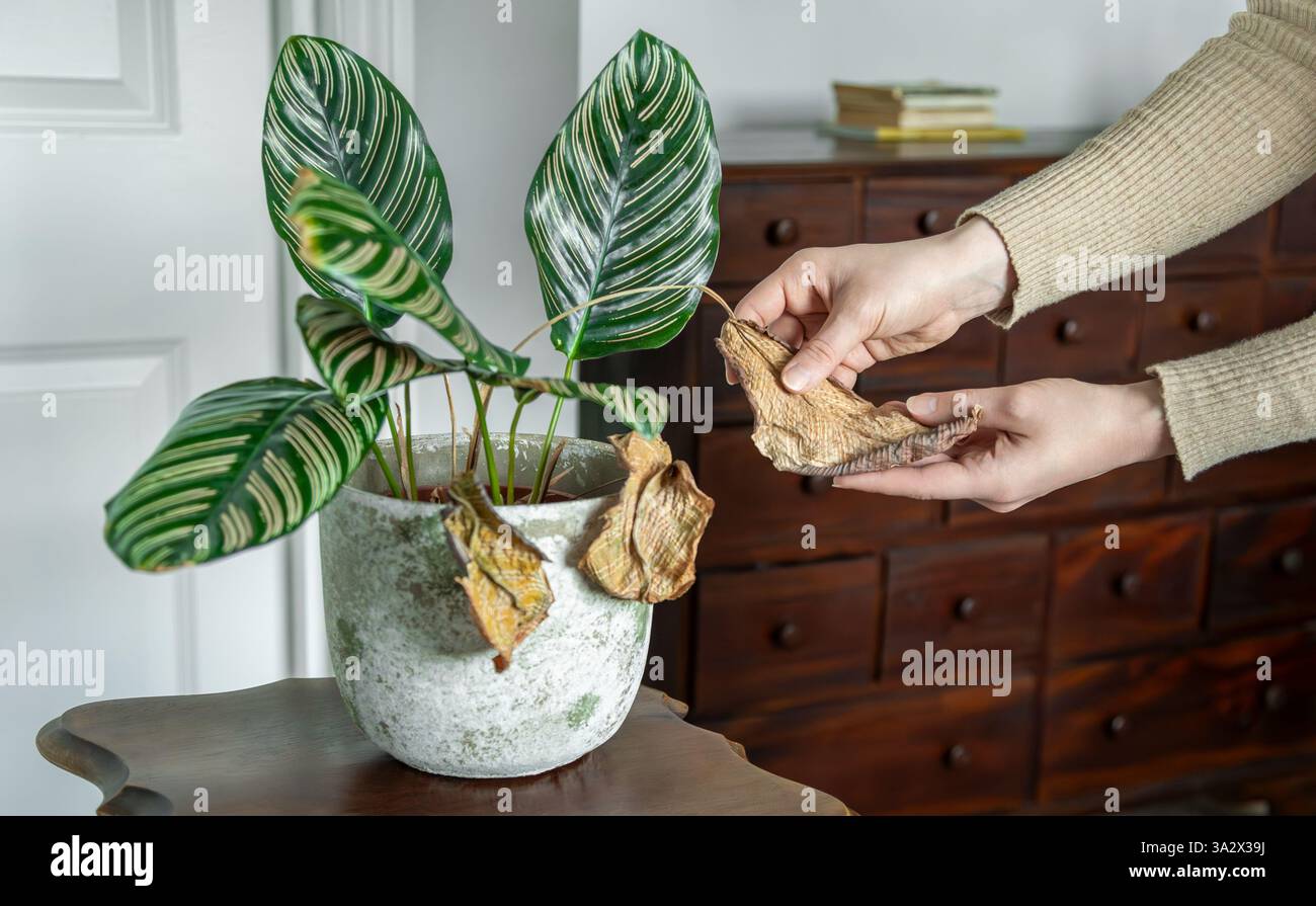 dracaena janet Dracaena 'Janet Craig' – Elegant, Low-Maintenance Houseplant main image 1