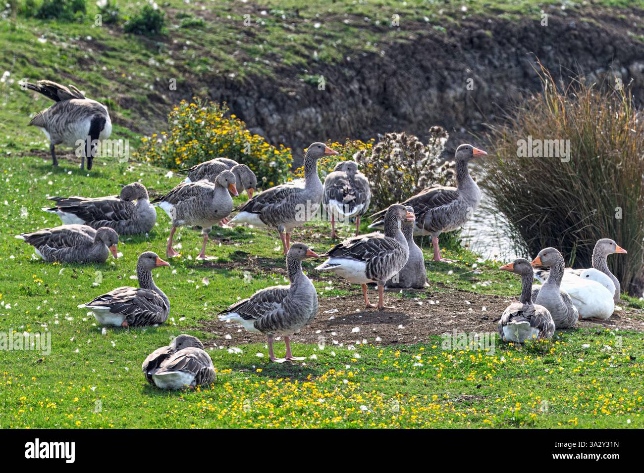 Pink-Footed Goose, Burnham-on-Crouch, Essex, Großbritannien Stockfoto