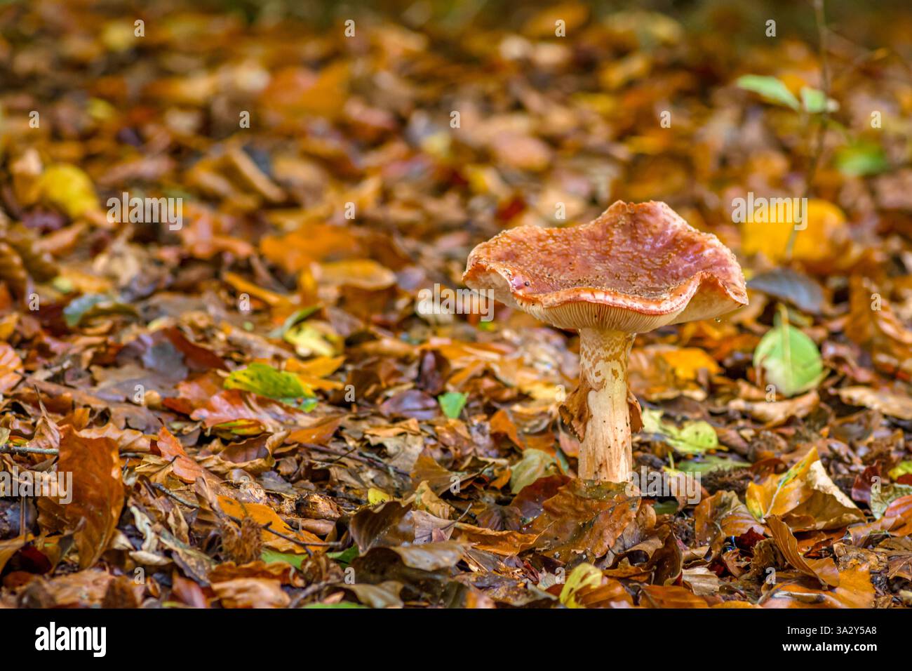Herbstpilz im Wald Stockfoto