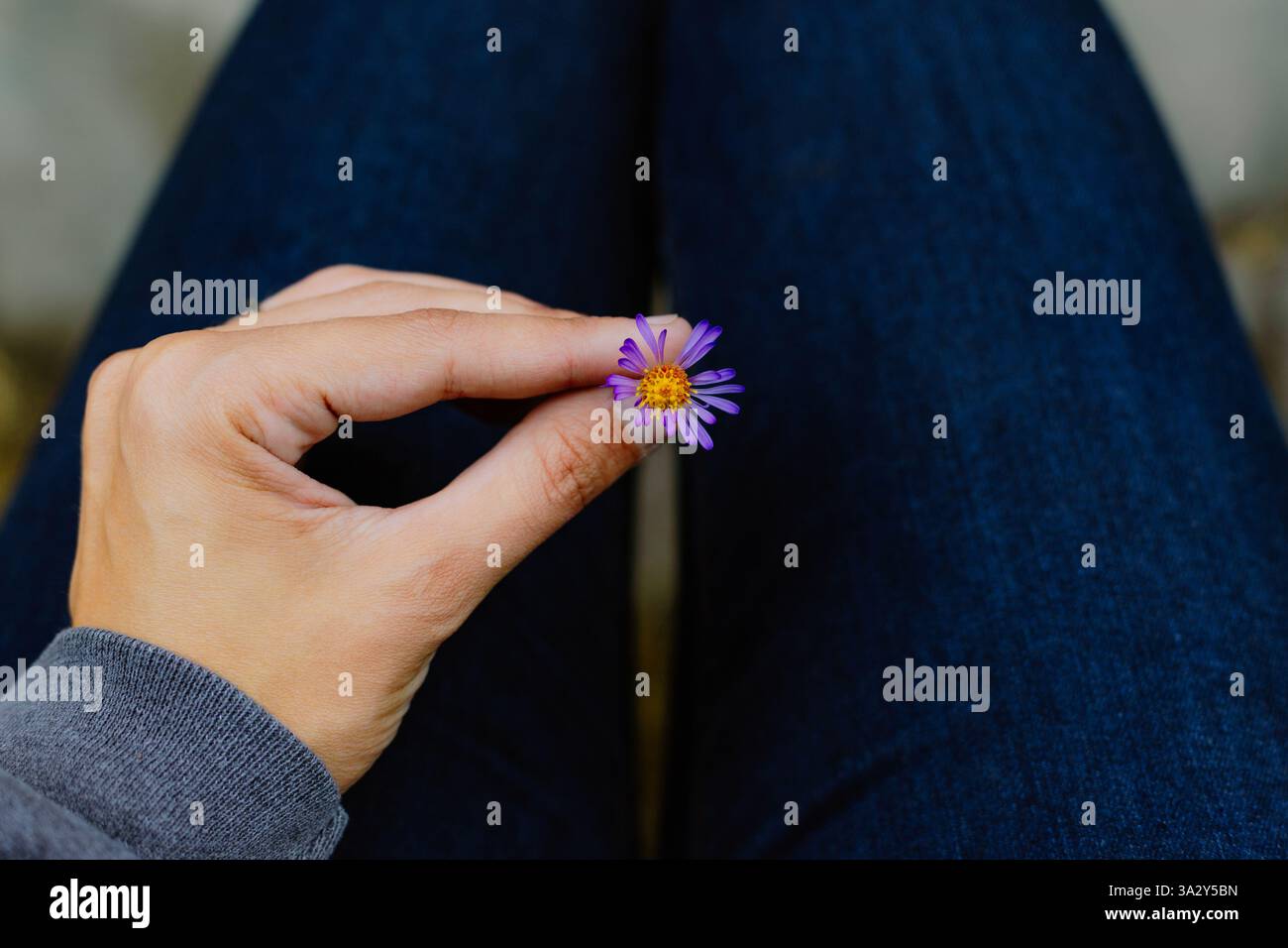 Hand hält eine kleine violette Wildblume an den mit Denim bekleideten Beinen Stockfoto
