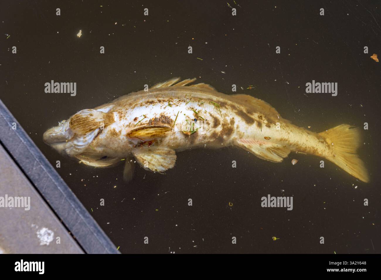 Toter Hechtbarsch schwimmt auf dem Wasser. Kleine Insekten am Körper Stockfoto