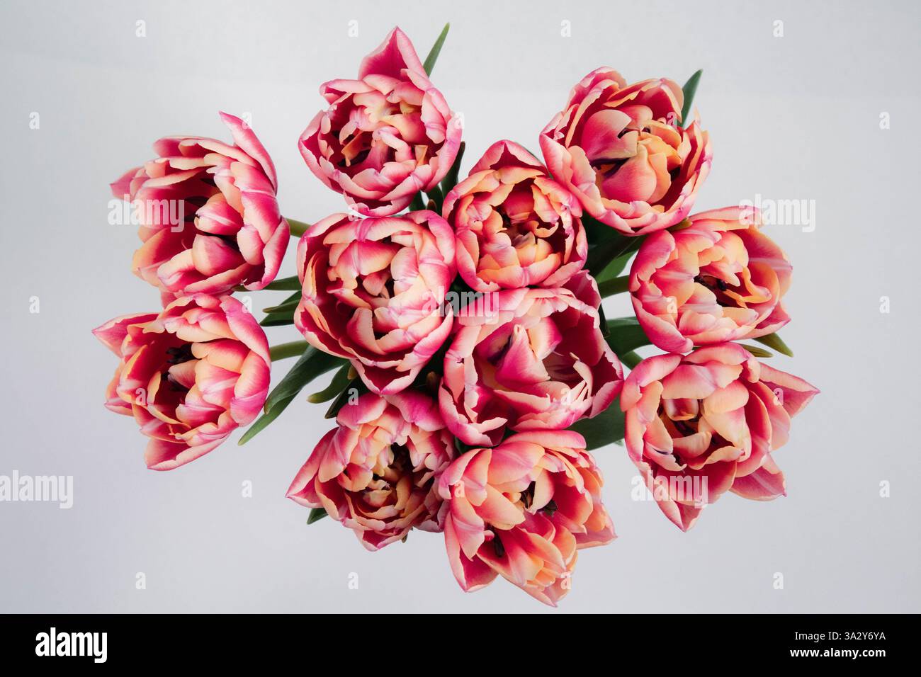 Blick von oben auf einen Blumenstrauß aus leuchtenden rosa und gelben Tulpen. Stockfoto