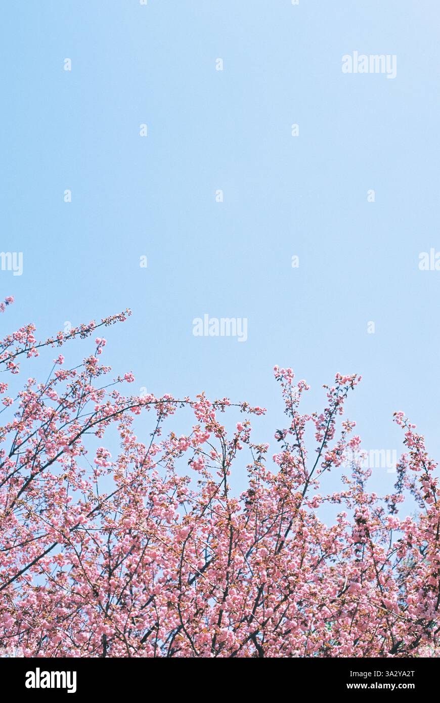 Die Zweige der Kirschblüten erstrecken sich im Frühjahr in Richtung eines hellblauen Himmels Stockfoto