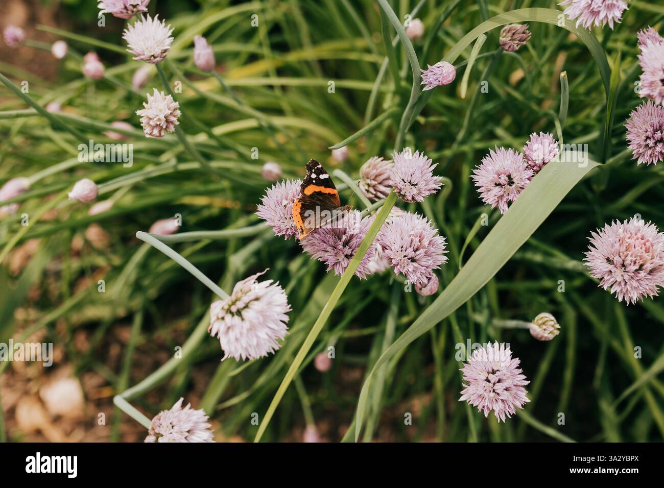 Monarch-Schmetterling landet auf Schnittlauch-Blumen im Garten Stockfoto