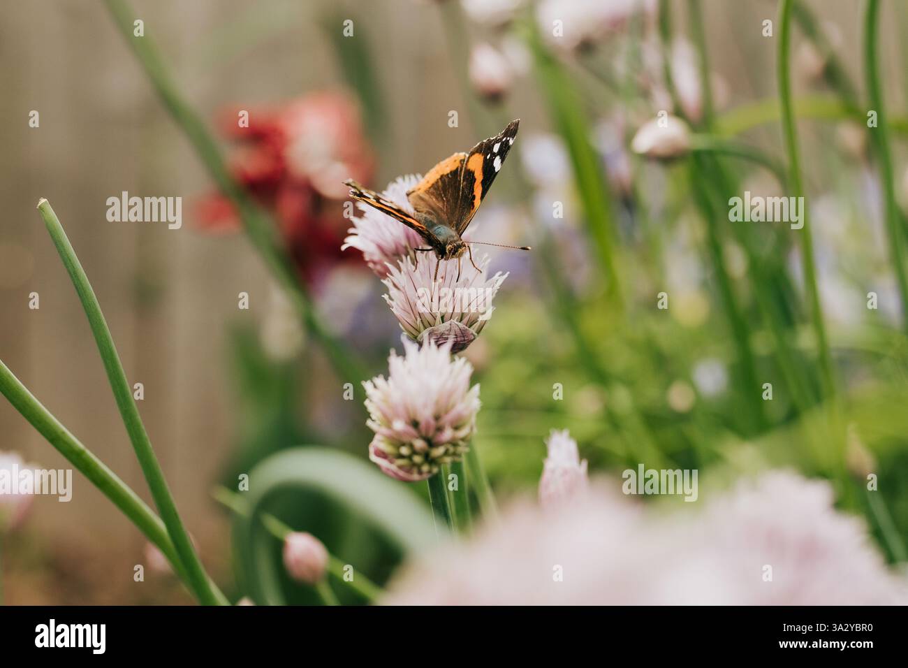 Monarch-Schmetterling landet auf Schnittlauch-Blumen im Garten Stockfoto
