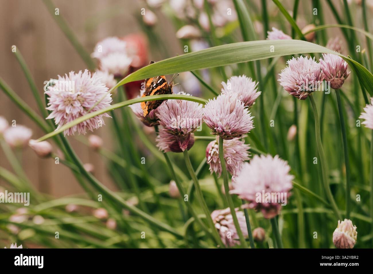 Monarch-Schmetterling landet auf Schnittlauch-Blumen im Garten Stockfoto