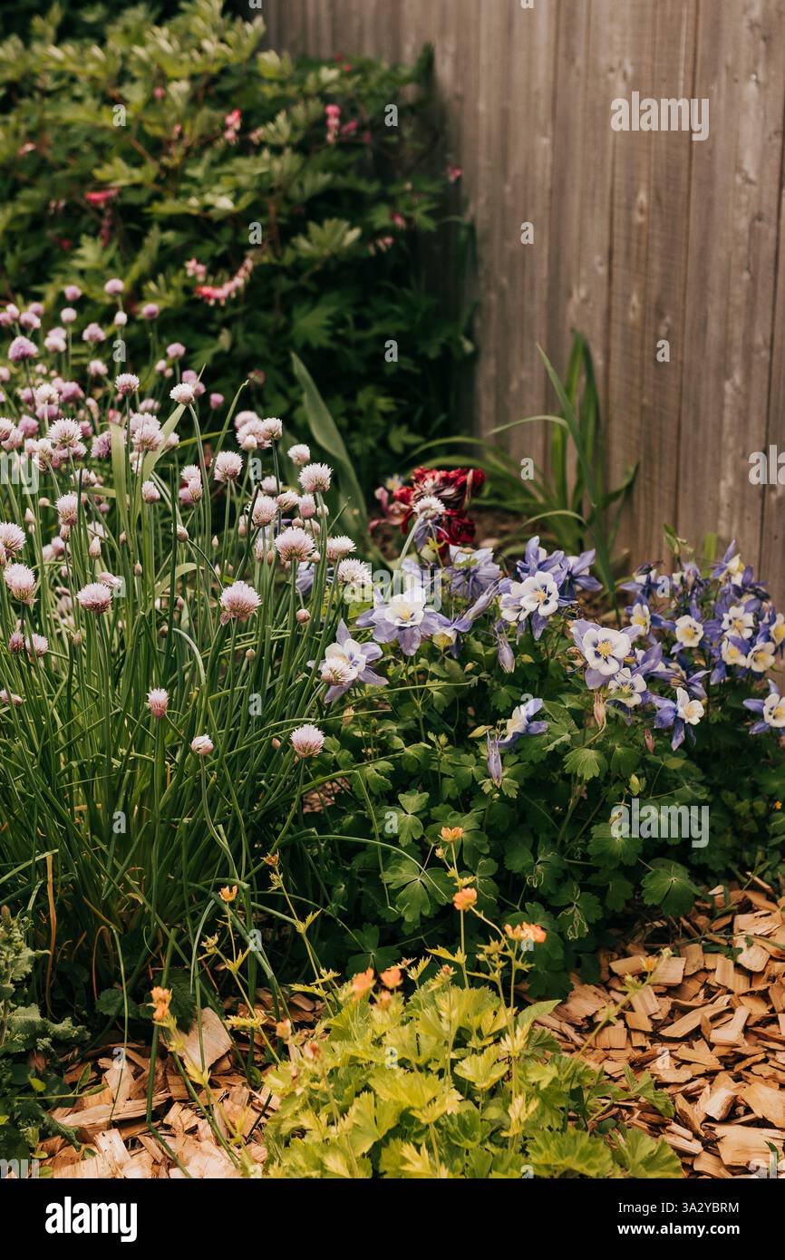 Große Aufnahme blühender Blumen im Garten im Garten am Sommertag Stockfoto