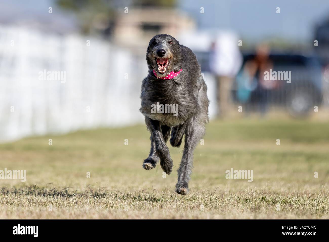 Schottischer Deerhound-Lauflockenkurs Sprint Dog Sport Stockfoto