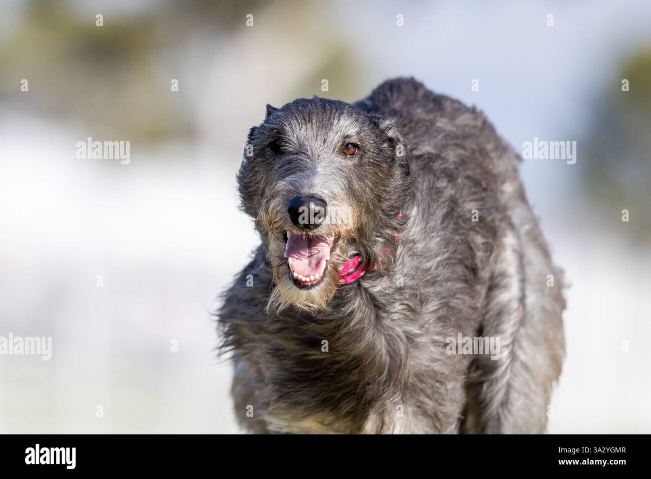Schottischer Deerhound-Lauflockenkurs Sprint Dog Sport Stockfoto
