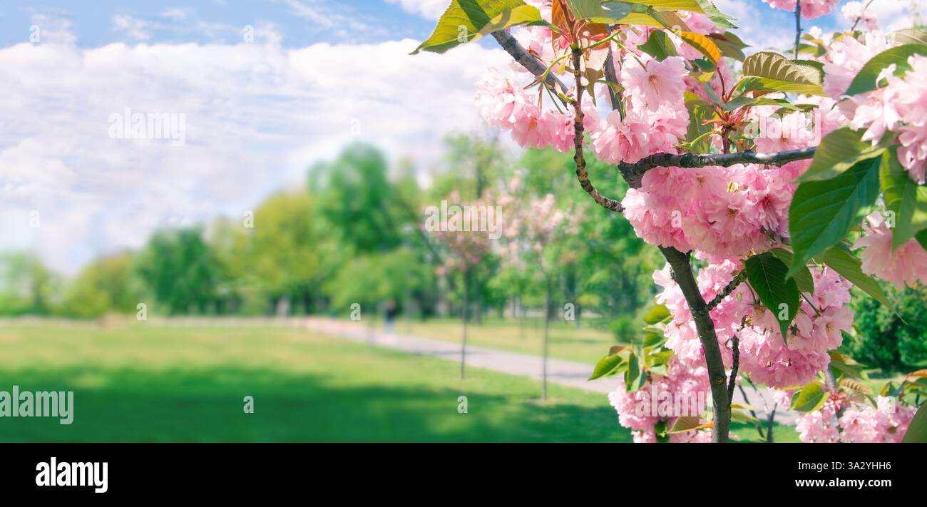Panorama der rosa Sakura Blumen auf dem Hintergrund der Parkallee Stockfoto