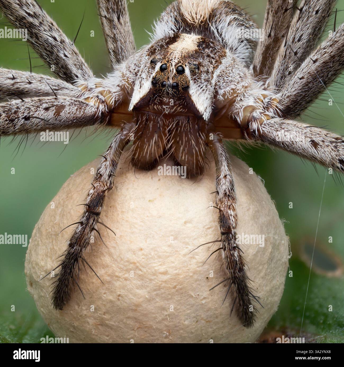 Weibliche Baumschule-Web-Spider (Pisaura mirabilis) mit Eiersack.Tipperary, Irland Stockfoto