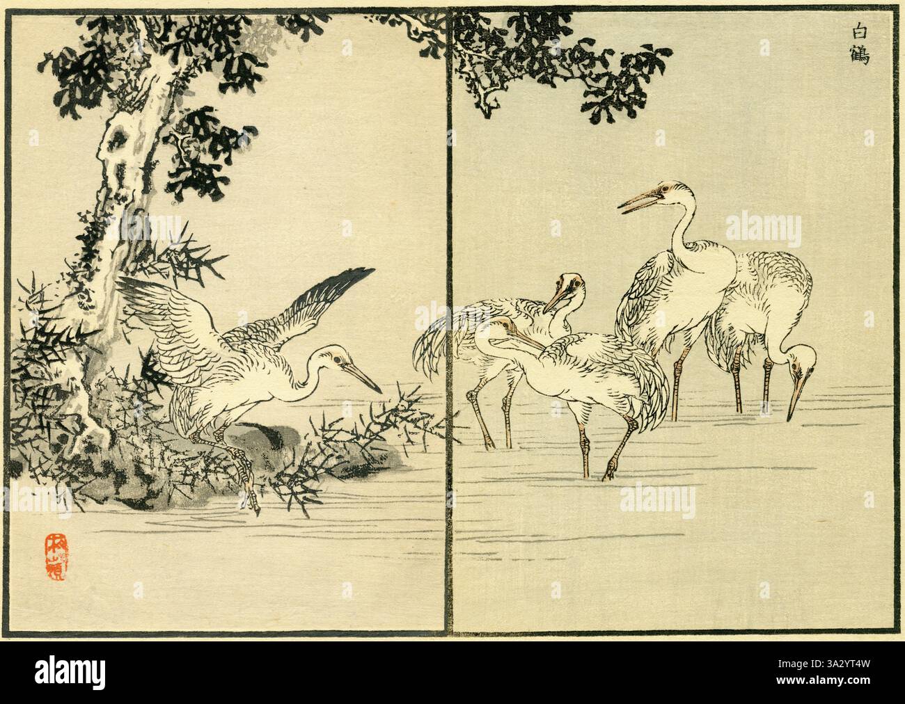 Sibirischer Weißkrane und Sasa ( Leucogeranus leucogeranus / Sasa longiligulata McClure ) Stockfoto