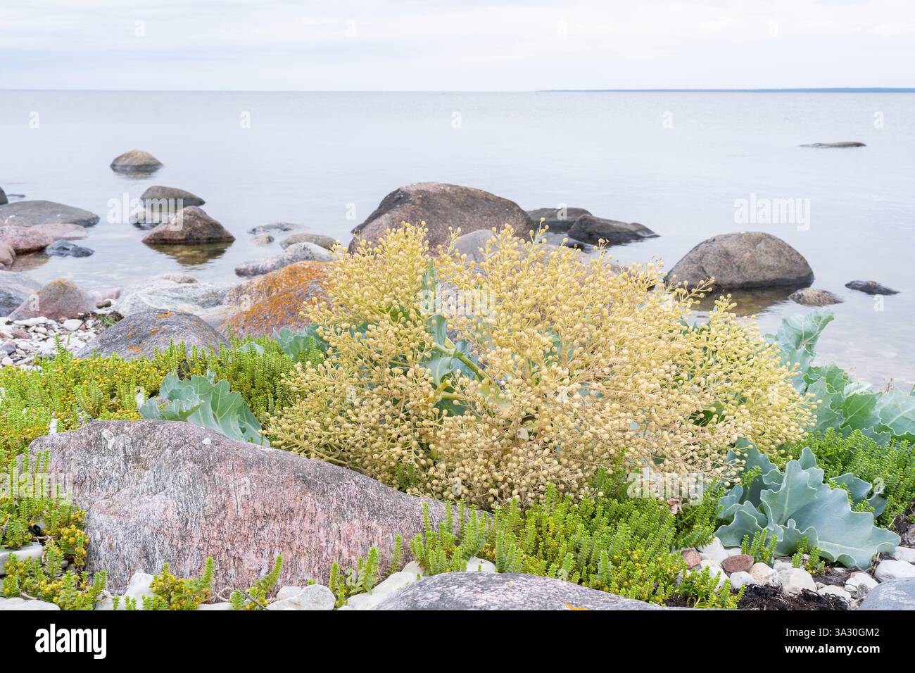 Meerkohl (Crambe maritima) Pflanzen, die an steinigen Küsten wachsen. Meerkohl Nahaufnahme von Samenkapseln, Obst am Strand - natürliche Wellness. Stockfoto