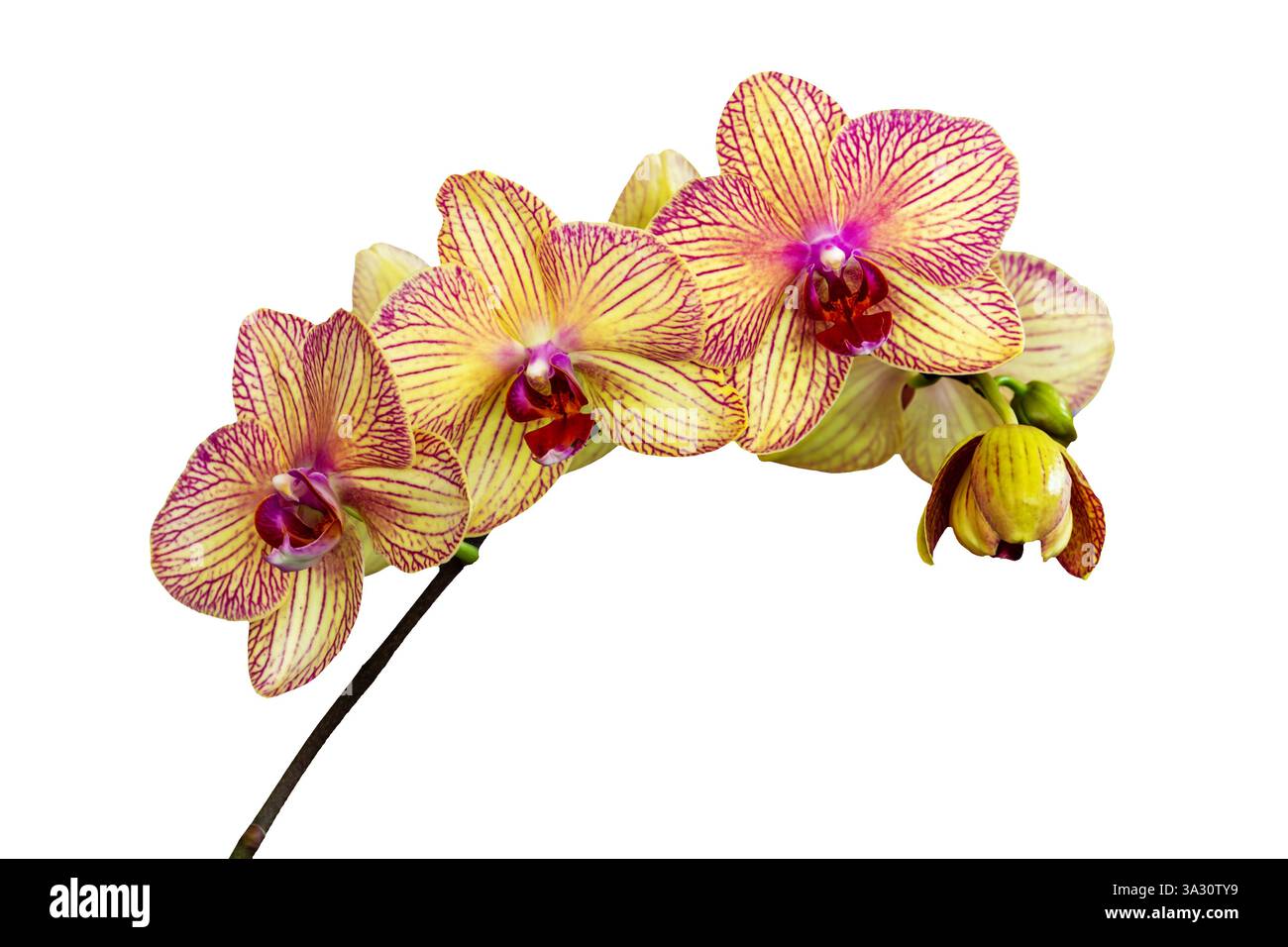 Gelber und rosafarbener Orchideenstiel (phalaenopsis) isoliert auf weißem Hintergrund Stockfoto