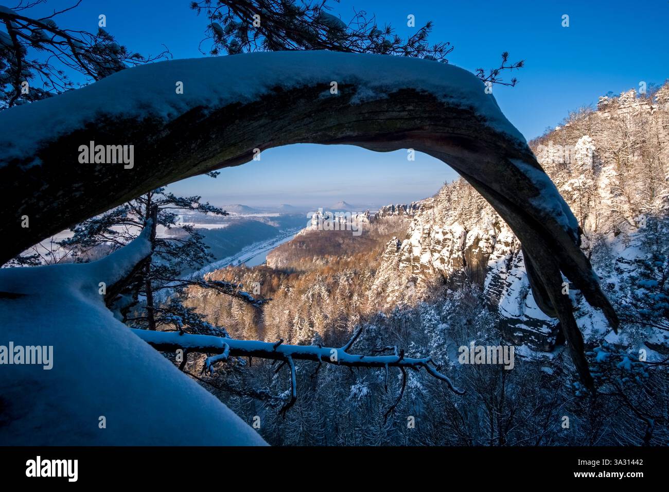 Schneebedeckte Winterlandschaft im Nationalpark Sächsische Schweiz, gesehen durch eine verdrehte und verkrüppelte Kiefer. Stockfoto