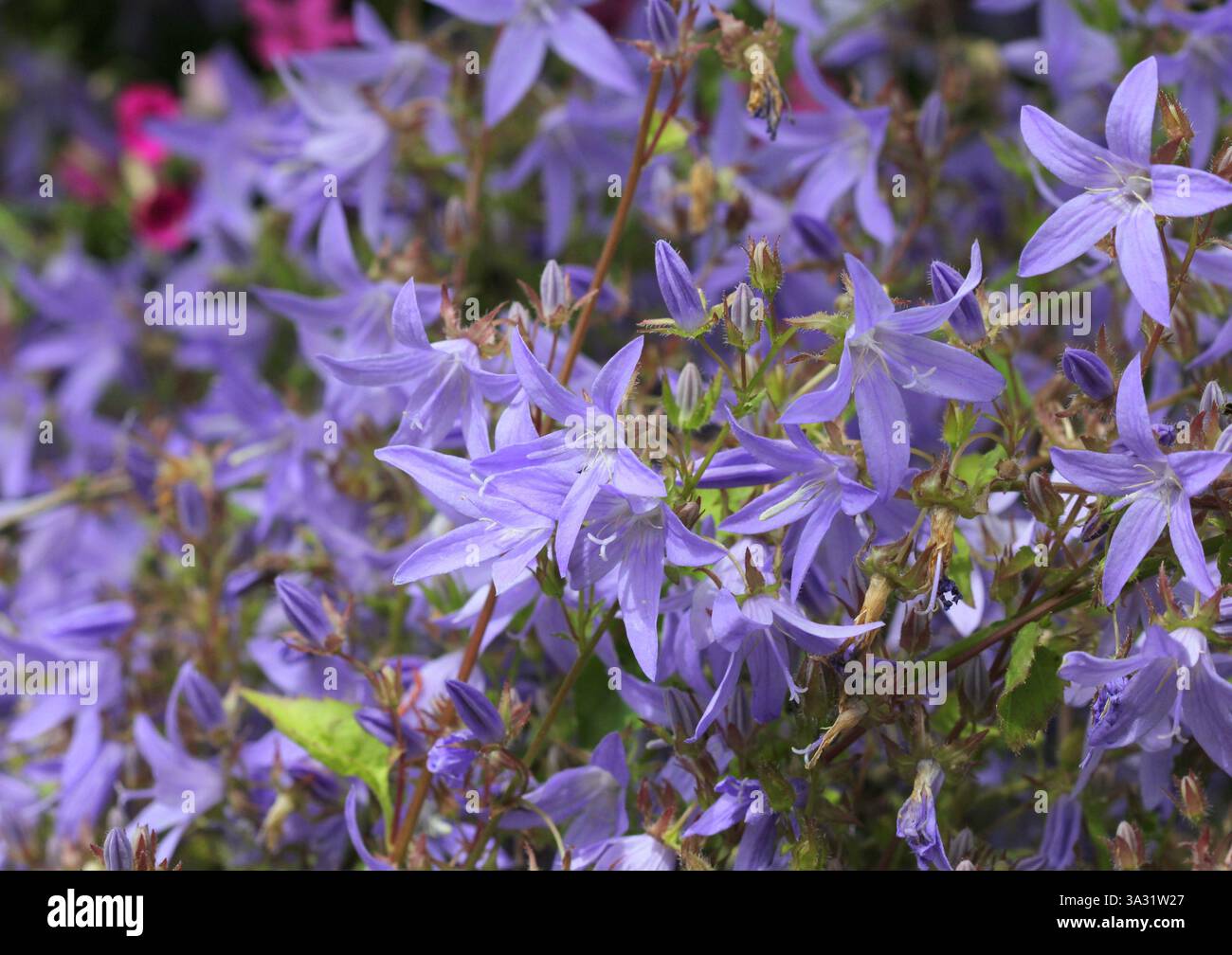 Die wunderschönen blauen Blumen von Campanula poscharskyana, nachfolgende Glockenblume. Stockfoto