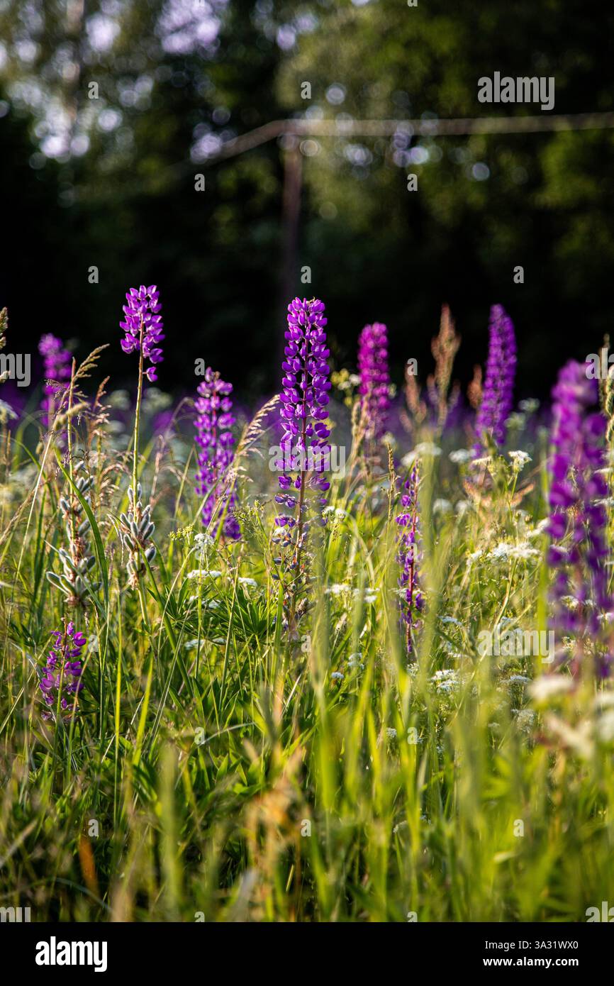 Lupin-Feld Stockfoto