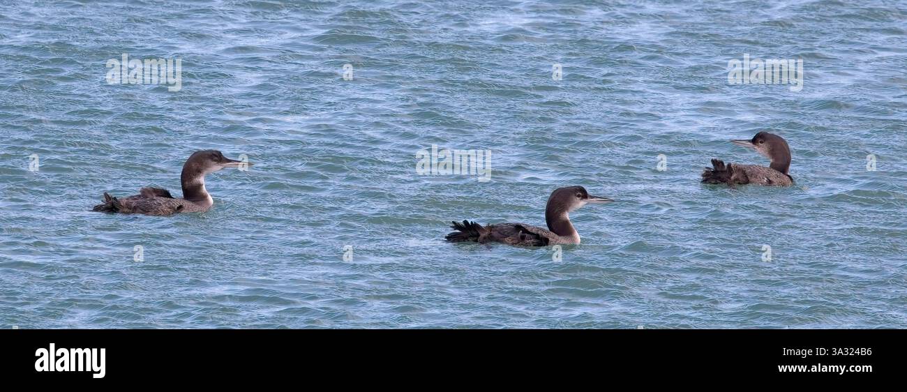 Eine Gruppe von drei Great Northern Divers (Gavia immer), Newlyn Harbour, Cornwall, Großbritannien. Stockfoto