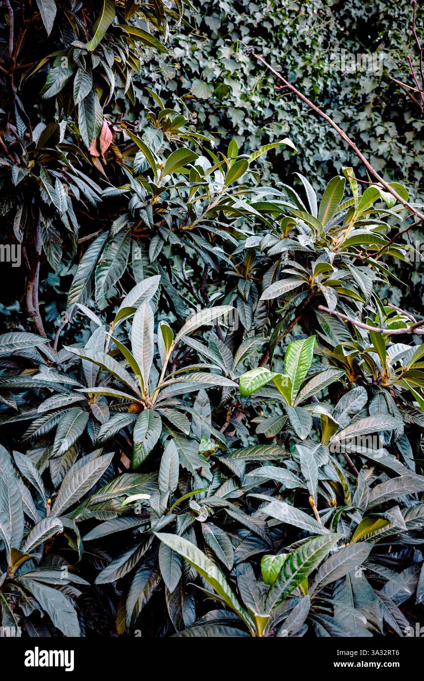Sattes grünes Laub mit lebendigen, strukturierten Blättern, die von natürlichem Sonnenlicht beleuchtet werden, schaffen eine beruhigende und frische, von der Natur inspirierte Szene, die perfekt für Öko A ist Stockfoto