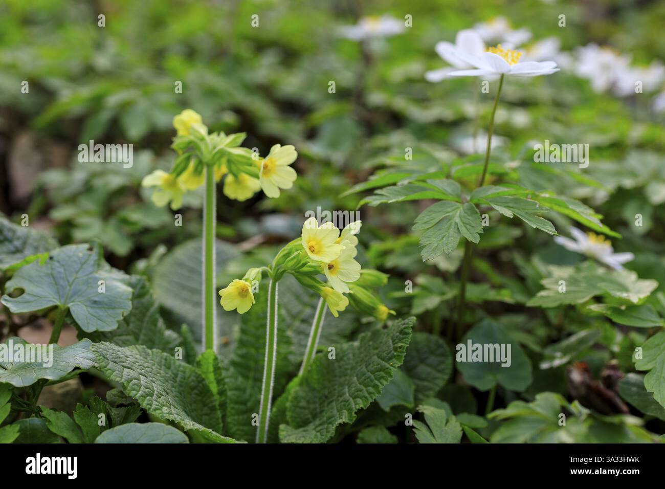 Der gewöhnliche Kuhrutsch (Primula veris) in Blüte im Laskaer Auenwald, Ralbitz-Rosenthal, Sachsen, Deutschland, Europa Stockfoto