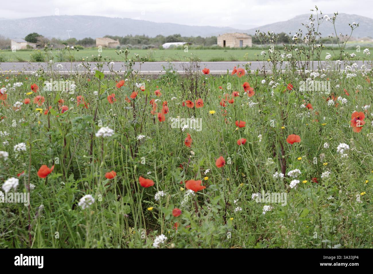 Maismohn (Papaver rhoeas), rot, Mallorca, Frühling, Landschaft, typisch für das Land blühen die ersten Mohnblumen am Straßenrand auf Mallorca Stockfoto