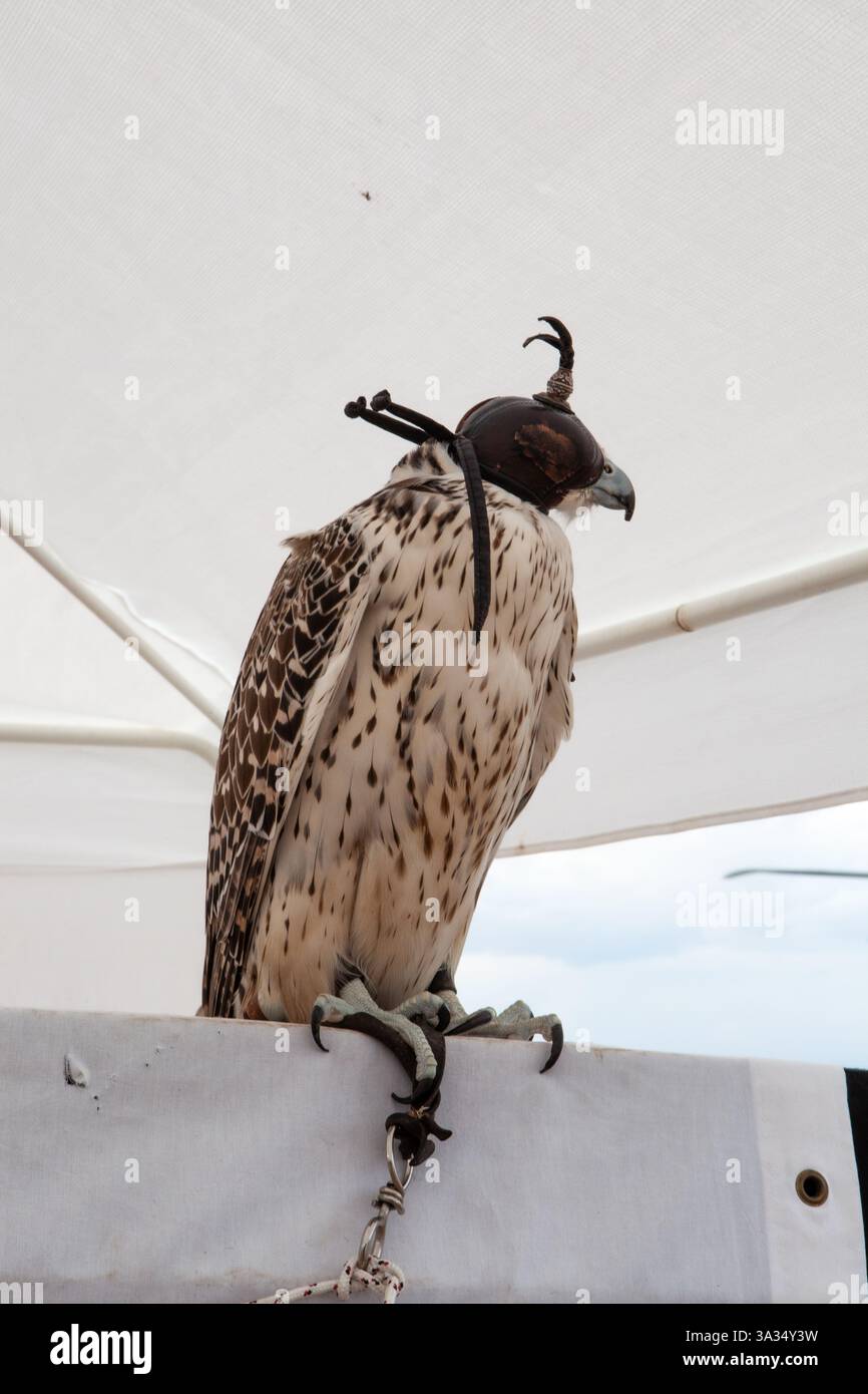 Ein markanter Falke sitzt hoch und ist mit einer traditionellen Lederhaube verziert. Sein gesprenkeltes Gefieder steht im Kontrast zum weißen Baldachin, das Eleganz verkörpert Stockfoto