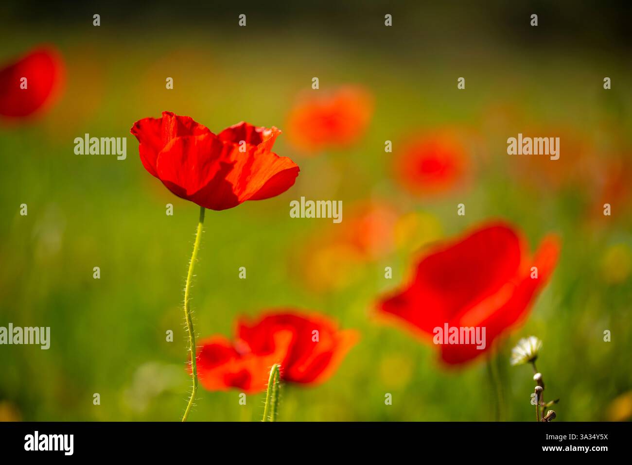 Eine Nahaufnahme von roten Mohnblumen, die in einem sonnendurchfluteten Feld blühen, mit üppigem, verschwommenem Grün im Hintergrund. Das Bild erfasst die zarten Blütenblätter und die Vibran Stockfoto